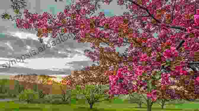 A Beautiful Spring Landscape With Blooming Flowers And A Clear Blue Sky Photographing Through The Seasons: Best Places To Photograph Each Season In The Western United States