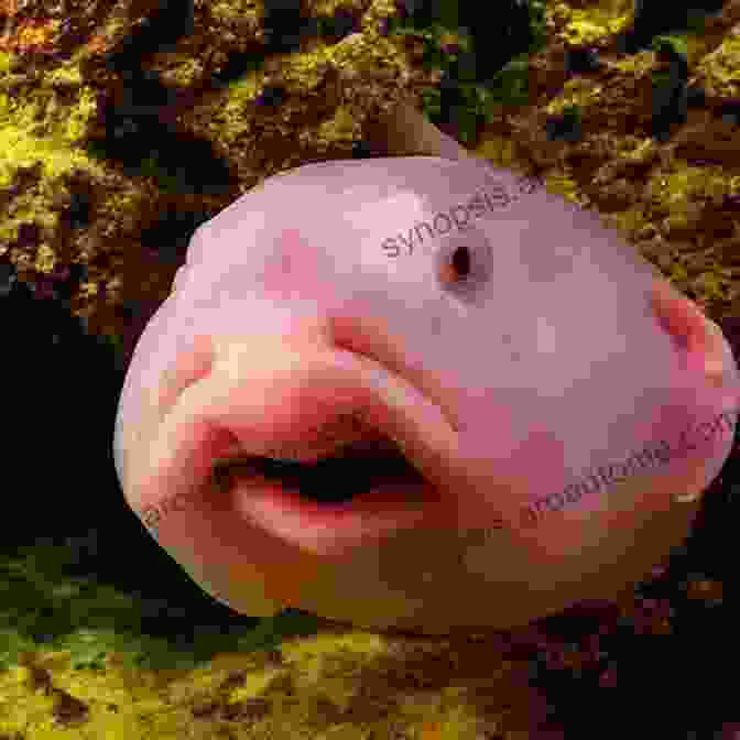 A Blobfish In Its Natural Deep Sea Habitat Freaky Funky Fish: Odd Facts About Fascinating Fish