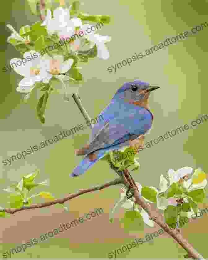 A Charming Eastern Bluebird Perched On A Tree Branch, Its Bright Blue Plumage A Welcome Sight In Spring Most Popular Birds In The USA: Children S Picture Of Birds (Bird Fun And Facts)