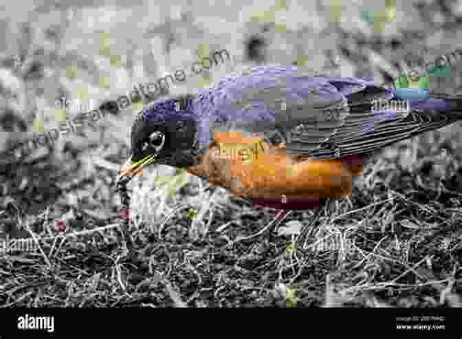 A Curious American Robin Foraging For Worms In A Grassy Field, Its Rufous Breast A Distinctive Feature Most Popular Birds In The USA: Children S Picture Of Birds (Bird Fun And Facts)