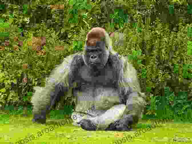 A Large, Powerful Gorilla Sitting In A Room The 30 000 Pound Gorilla In The Room: The 212 Most Annoying Business Phrases Managers Effuse Confuse And Overuse