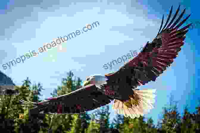 A Majestic Bald Eagle Soaring Through The Sky, Its Piercing Gaze And Powerful Wings A Testament To Its Strength And Determination Most Popular Birds In The USA: Children S Picture Of Birds (Bird Fun And Facts)