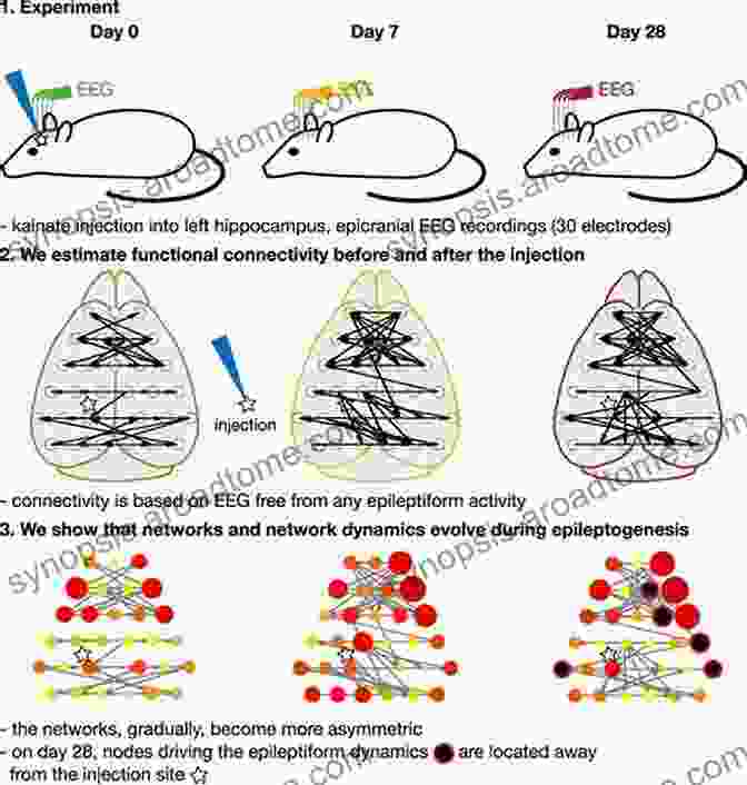 An Image Of An Animal Model Used In Epilepsy Research, Highlighting The Strong Correlation Between Animal And Human Epilepsy. Epilepsy: Animal And Human Correlations