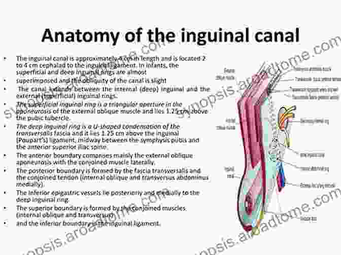 Anatomy Of The Inguinal Region Surgical Principles In Inguinal Hernia Repair: A Comprehensive Guide To Anatomy And Operative Techniques