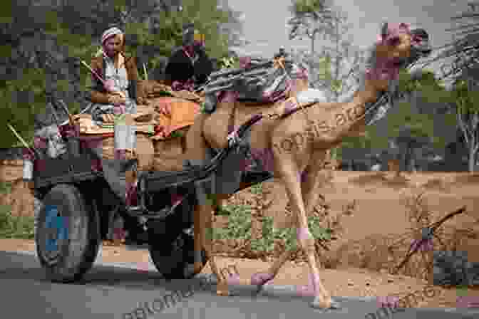 Camels Being Used For Transportation In The Australian Outback Who Was South Australia S First Camel?