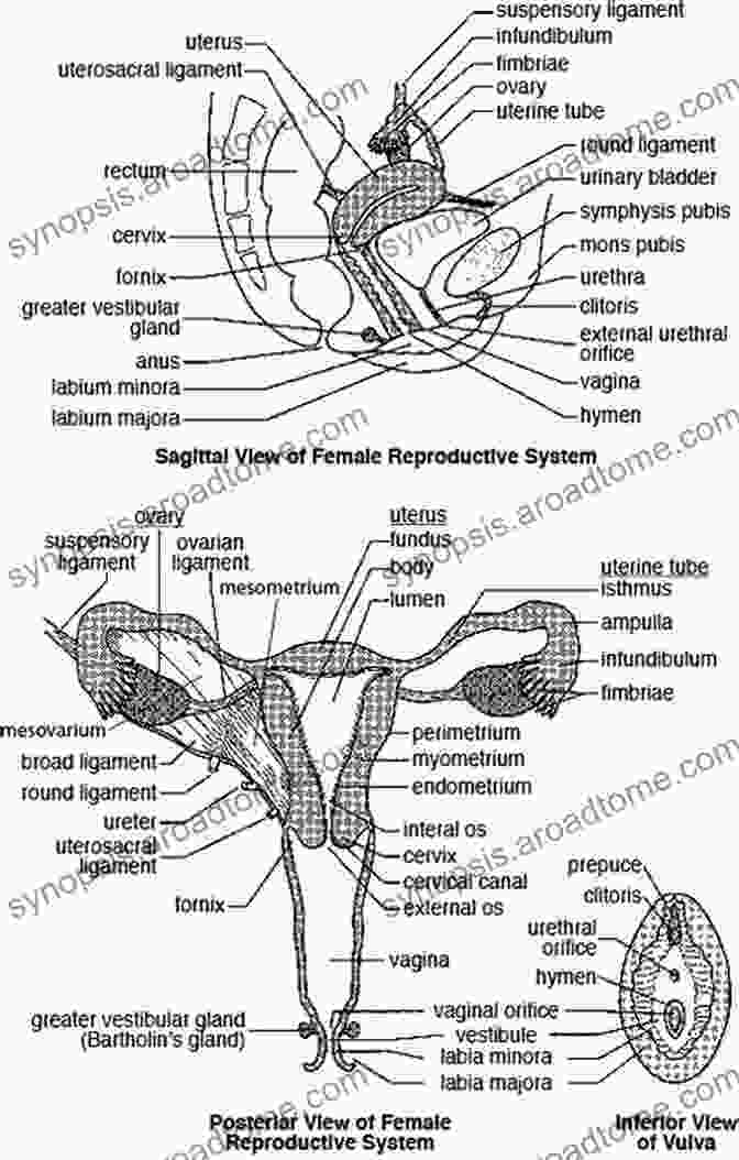 Detailed Diagram Of Female Reproductive Anatomy Ladyparts: A Memoir Deborah Copaken