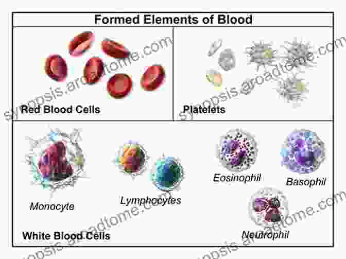 Diagram Of Blood Cells, Showcasing Their Unique Shapes And Functions. Crash Course Haematology And Immunology