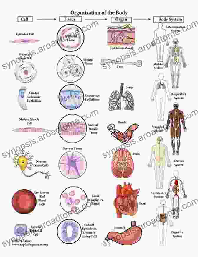 Diagram Of Human Biology, Showcasing The Intricate Connections Between Cells, Genes, And Organ Systems How To Grow A Human: Adventures In How We Are Made And Who We Are