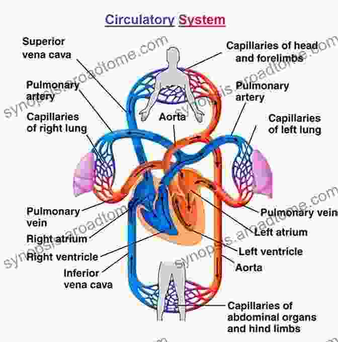 Diagram Of The Cardiovascular System Cardiovascular Physiology Ninth Edition David E Mohrman