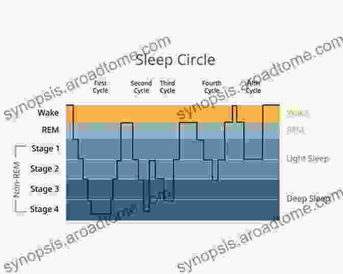 Diagram Of The Sleep Cycle Let S Talk About Sleep: A Guide To Understanding And Improving Your Slumber