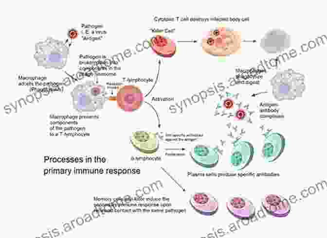 Illustration Of The Immune Response, Depicting The Activation And Proliferation Of Immune Cells. Crash Course Haematology And Immunology