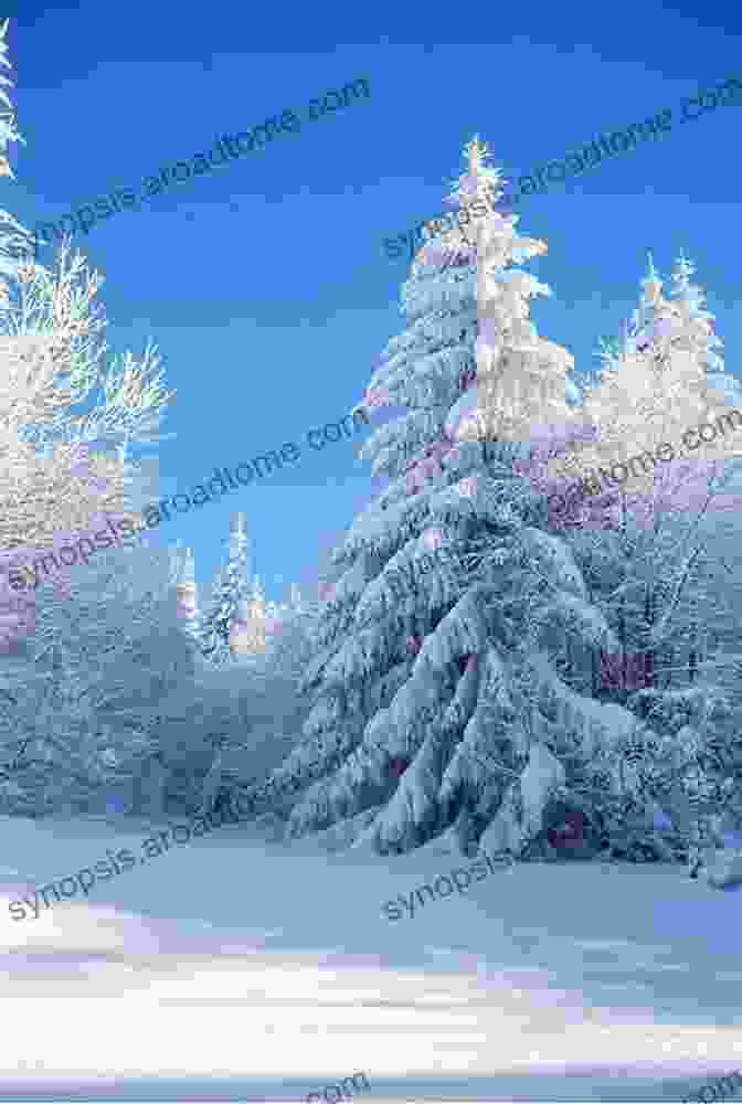 Image Of A Snow Covered Forest And A Clear Blue Sky, Representing Winter The Lunar Tao: Meditations In Harmony With The Seasons