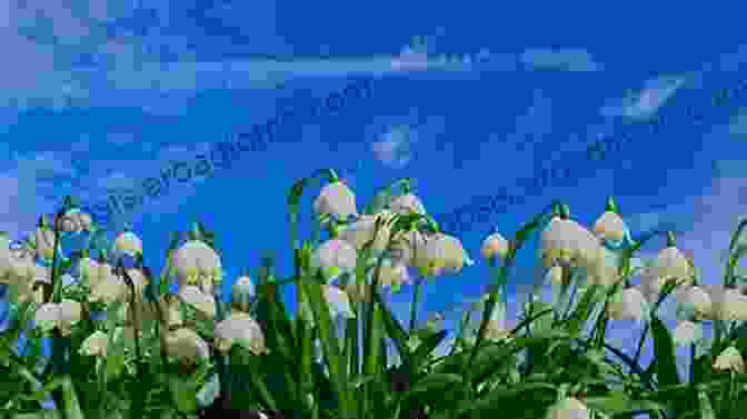 Image Of Blooming Flowers And A Blue Sky, Representing Spring The Lunar Tao: Meditations In Harmony With The Seasons