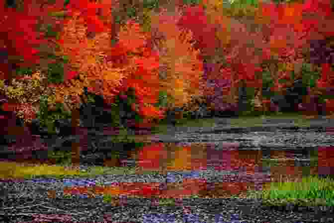 Image Of Vibrant Fall Foliage And A Hazy Sky, Representing Autumn The Lunar Tao: Meditations In Harmony With The Seasons