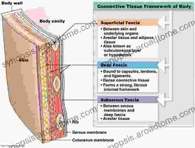 Layers Of Fascia In The Human Body Fascia Function And Medical Applications