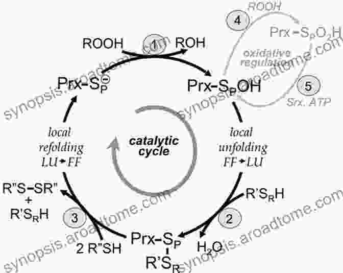 Mechanism Of Action Of Peroxiredoxins Peroxiredoxin Systems: Structures And Functions (Subcellular Biochemistry 44)