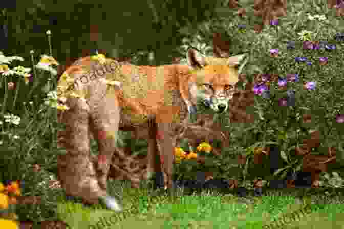 Red Fox In A Garden RED FOXES: 30 Lovely Fox Pictures Beautiful Wildlife