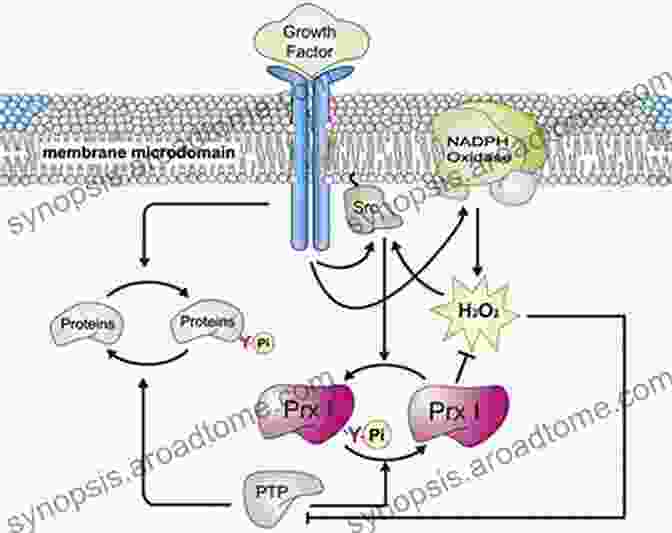 Subcellular Localization Of Peroxiredoxins Peroxiredoxin Systems: Structures And Functions (Subcellular Biochemistry 44)