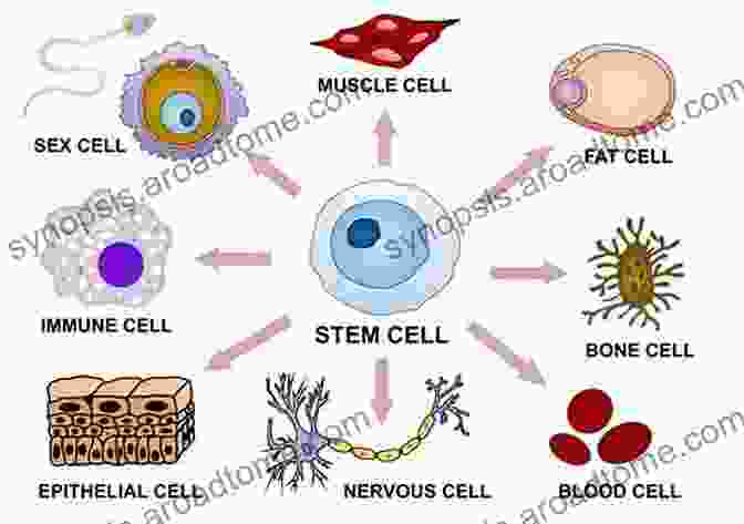 Types Of Stem Cells And Their Differentiation Pathways Stem Cells David F Keren